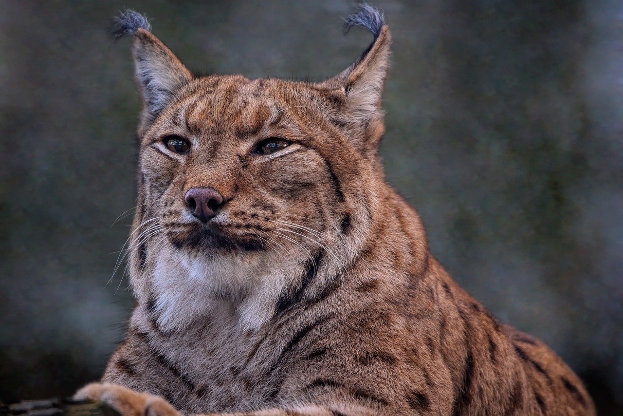 lince iberico