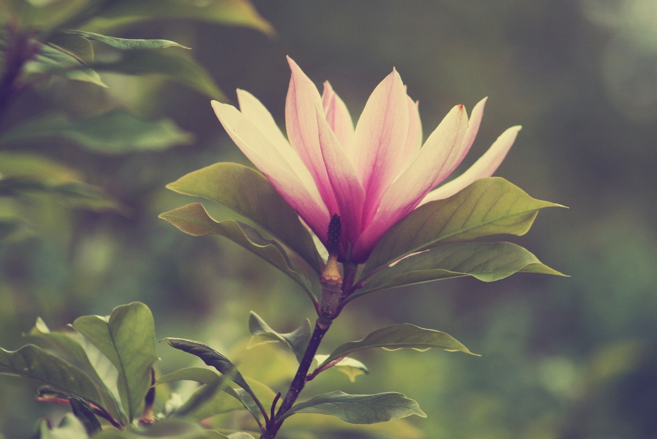 Crear cuenta instagram: 7 pasos esenciales para empezar hoy 1 crear cuenta instagram
