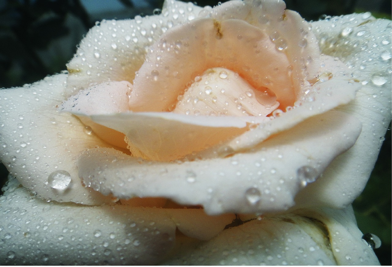 Flor Moyano: 5 cuidados esenciales para su óptimo crecimiento 1 flor moyano