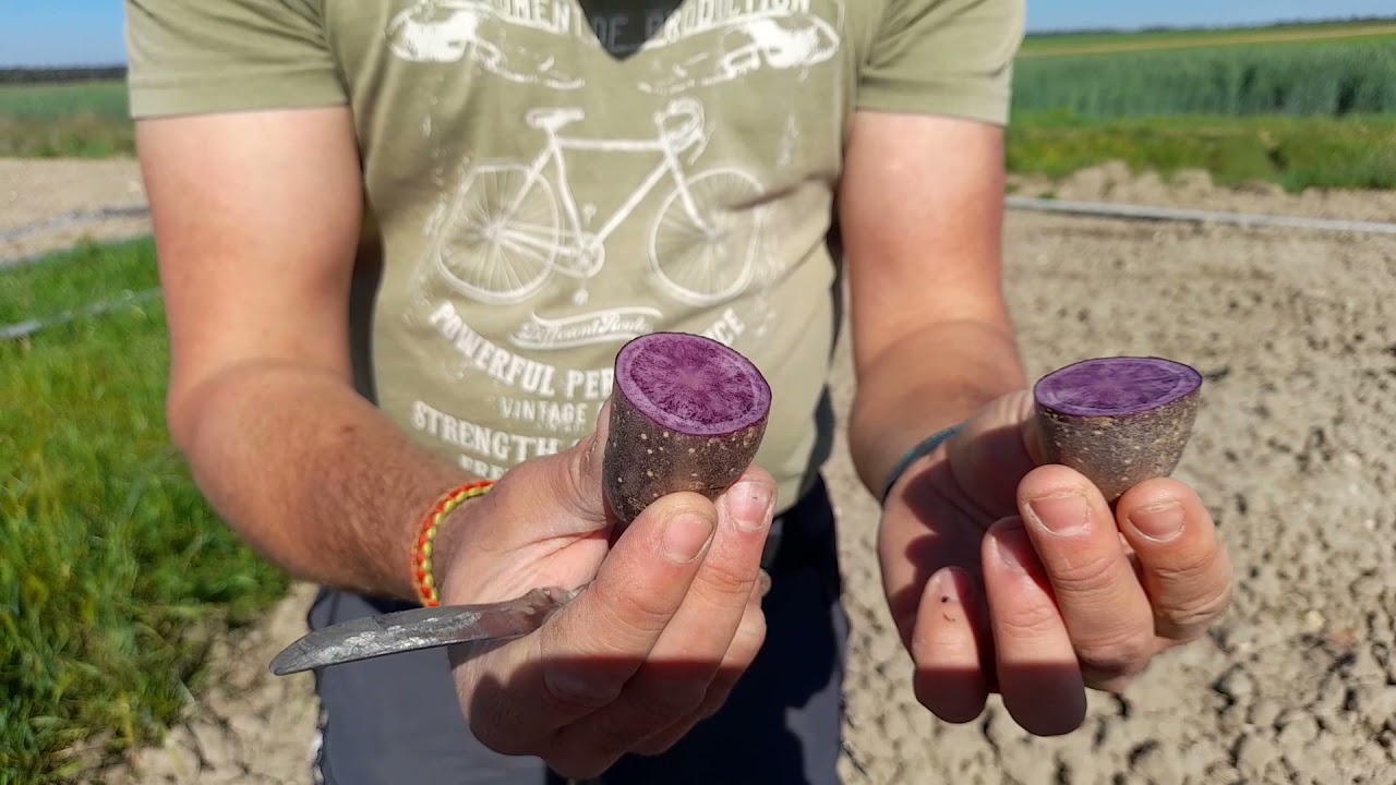 papa morada