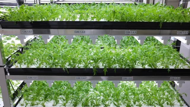 Former floppy disk factory now produces TOSHIBA lettuce